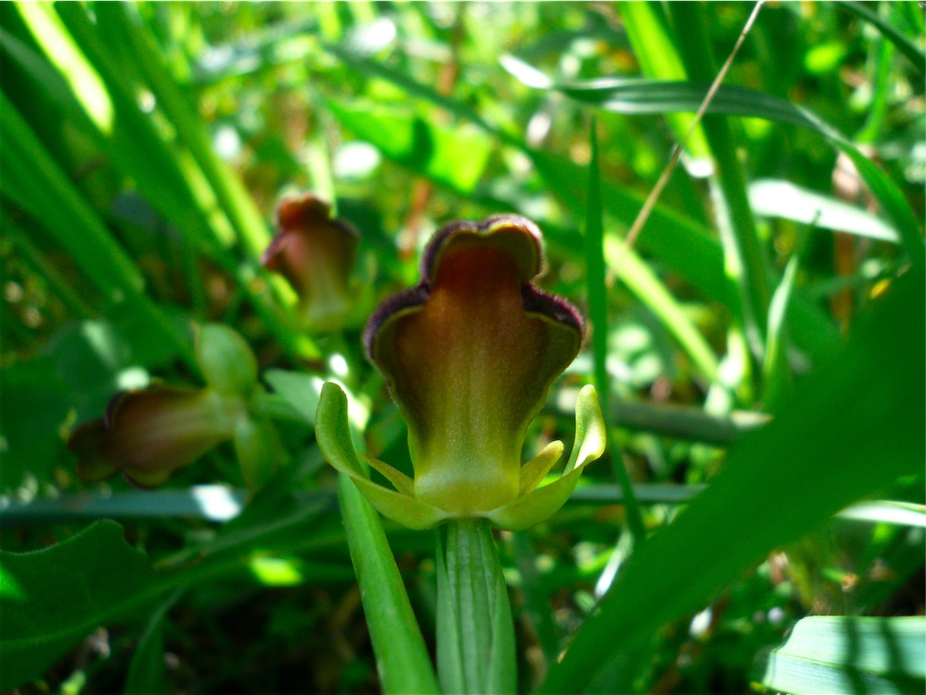 Ophrys , Orchis e ibridi - Orchidee cittadine II